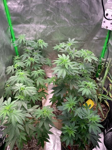 Papaya Frosting  — vegetative, day 56