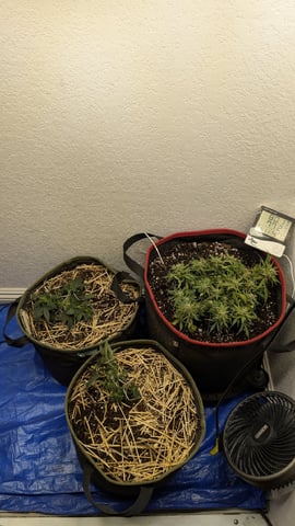 Sativa Summer Autos — flower, day 30