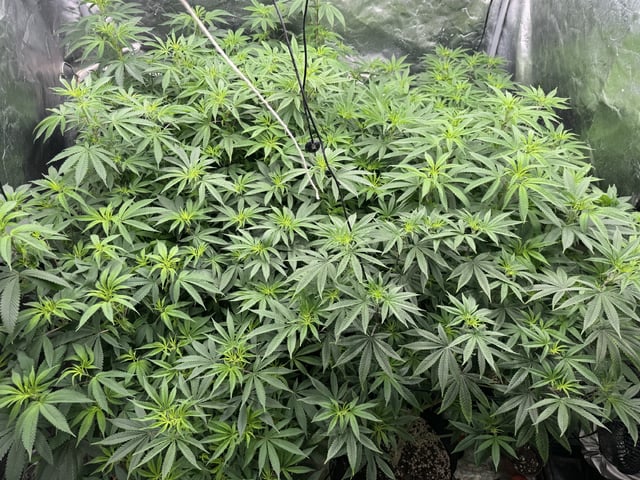 7 Strains 14 Plants 