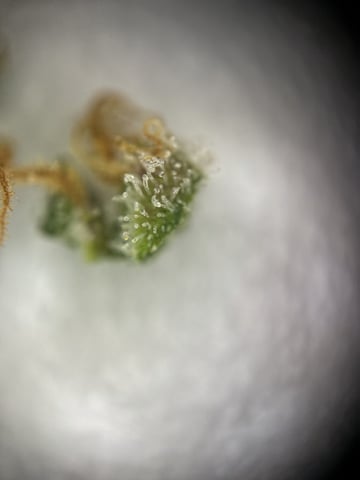 Round 1.5 — flower, day 107