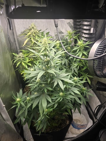 Coco Grow — flower, day 67