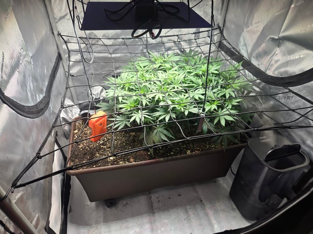 White rhino — flower, day 47