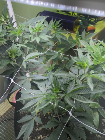 Audrey III — vegetative, day 83