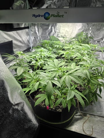 3rd Auto Grow — vegetative, day 53