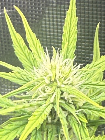 Indoor — flower, day 44