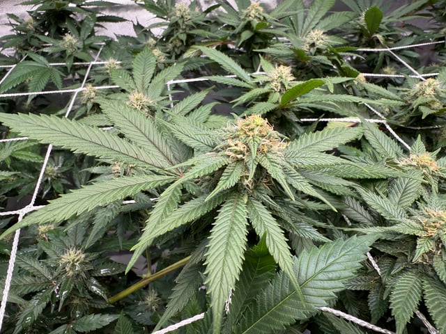 Green Gelato — flower, day 80