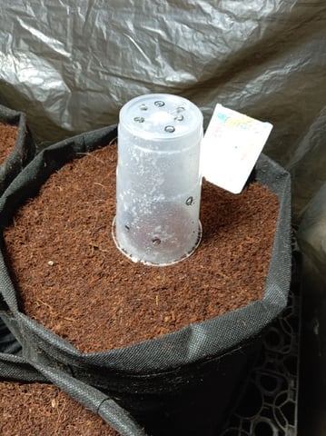 Strawberry Banana Auto 