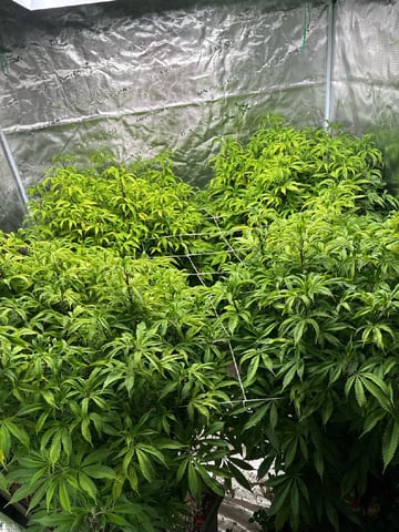 5x5 — flower, day 1