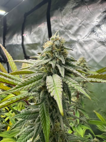 Hollywood Headband and LimeHeads  — flower, day 150