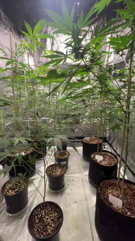 Current Grow — flower, day 3