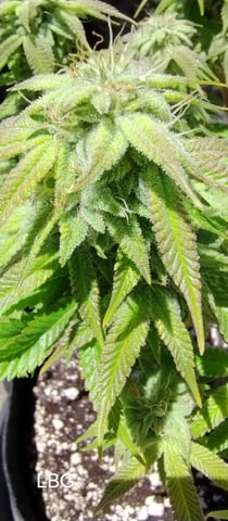 Second Grow — flower, day 33