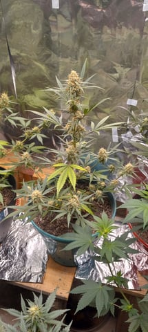 Piney — flower, day 35