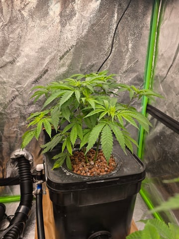 Growing — vegetative, day 66