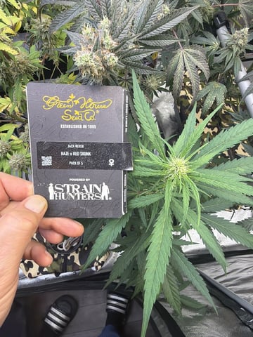 Humboldt, Hella Jelly. Jelly Donut  — flower, day 91