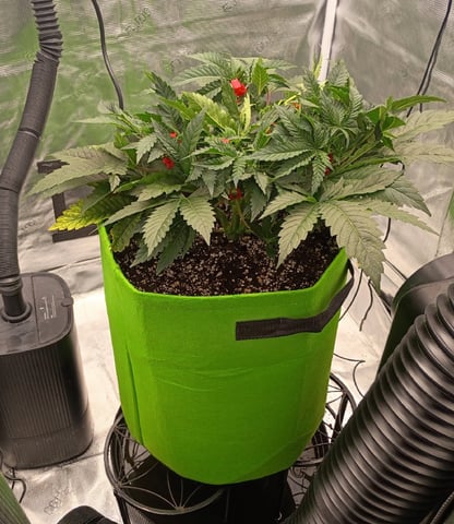 FastBuds Photo-Lemon Mandarin  — vegetative, day 55