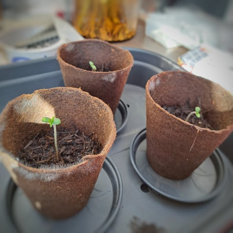 Runtz — seedling_rooting, day 1