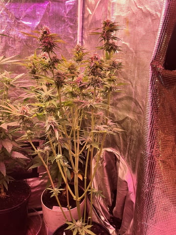 Milky Way F1 (2nd Try)  — flower, day 60