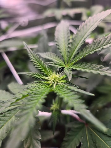 Looking for advice! — flower, day 59