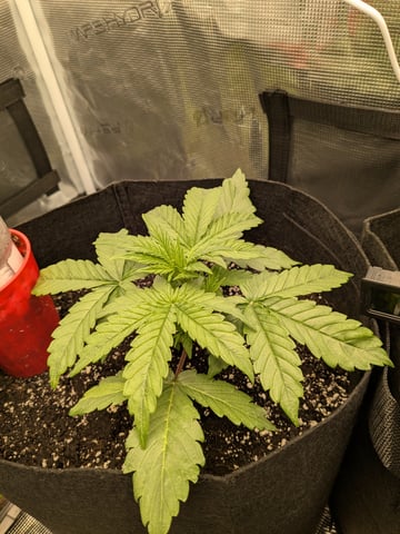 first grow — vegetative, day 16