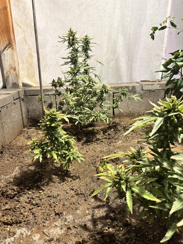 Fast Buds Auto And Special Queen Auto — flower, day 84