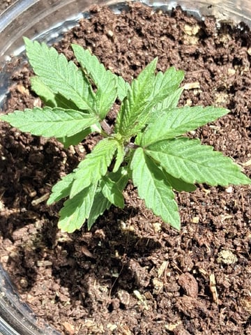 My First Grow — vegetative, day 36