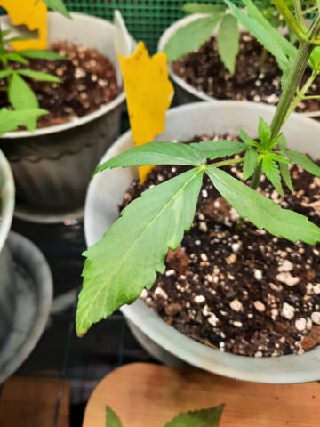 missing pieces — vegetative, day 32