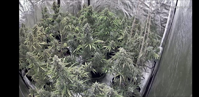 3rd Auto Grow — flower, day 100