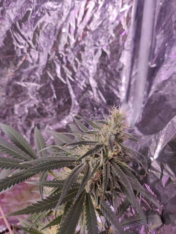 train wreck — flower, day 75