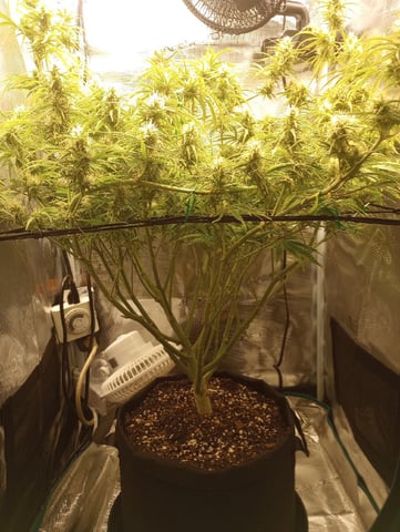 White Widow XXL Auto — flower, day 67