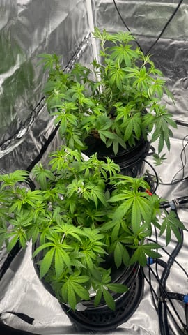 1st Ever Grow (Fat Bastard)(RDWC)  — vegetative, day 87