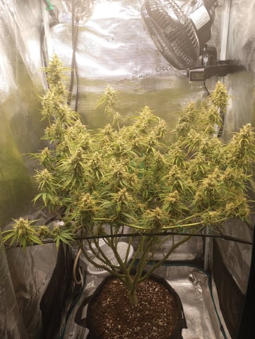 White Widow XXL Auto — flower, day 76