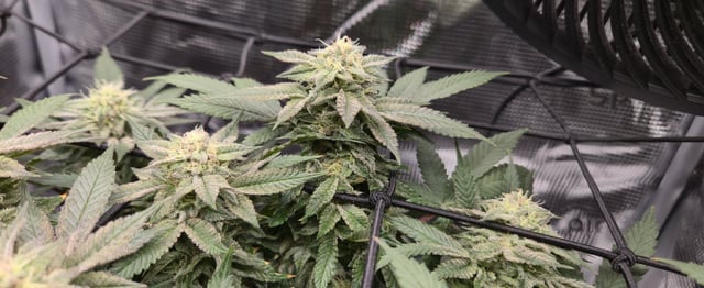 john — flower, day 8