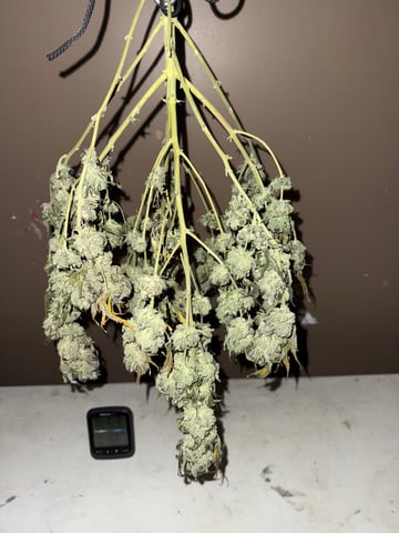 Blue Dream — harvest, day 117