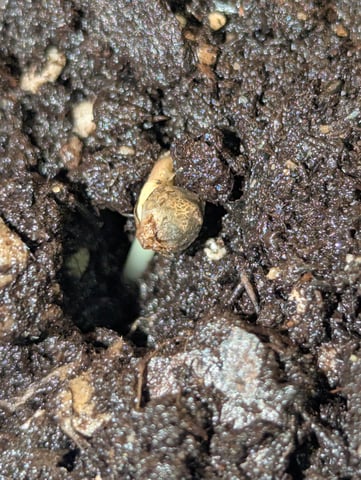 First grow  — germination, day 1