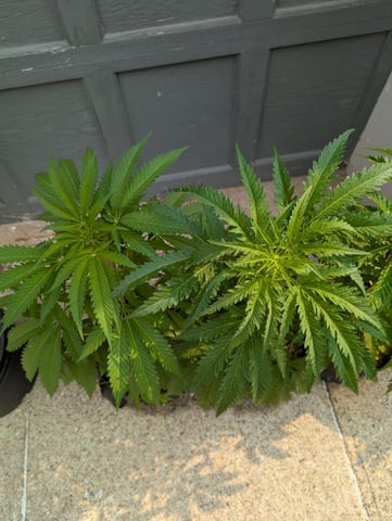 outdoor — vegetative, day 64
