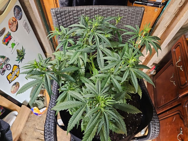 mimosa punch  — grow_setup, day 28