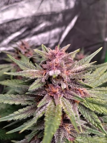 Banana Purple Punch Auto — flower, day 63