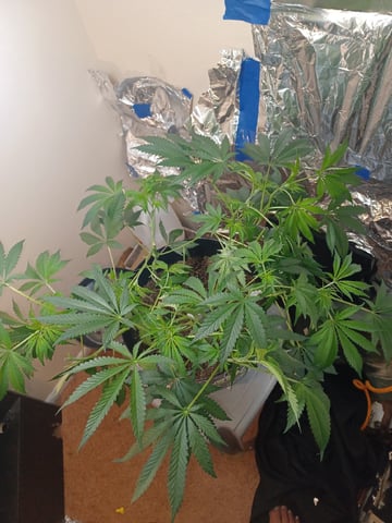 Poor Ivory — vegetative, day 79