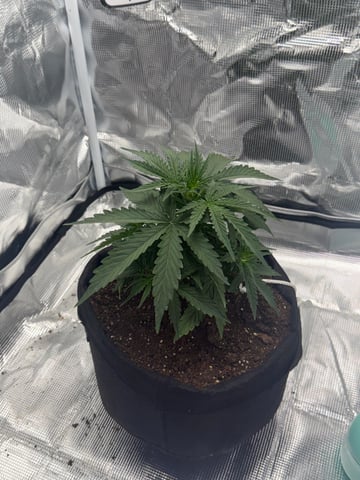 Indoor — vegetative, day 26