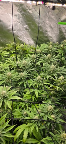 Attack Of The Clones — flower, day 62