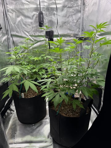  Trying to go big — flower, day 81