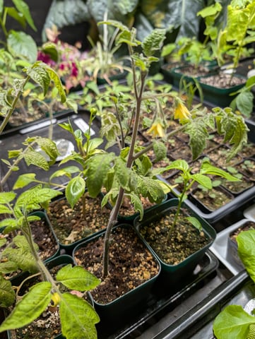 See what grows — vegetative, day 54