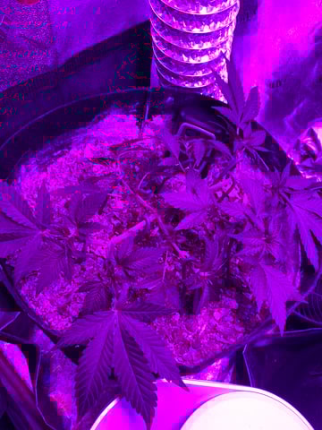 Amnesia Haze (First Ever Grow) — vegetative, day 40