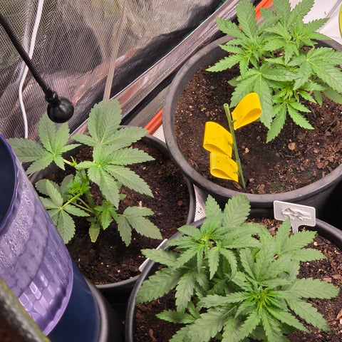 1st indoor grow 8 smaller plan t s — vegetative, day 31