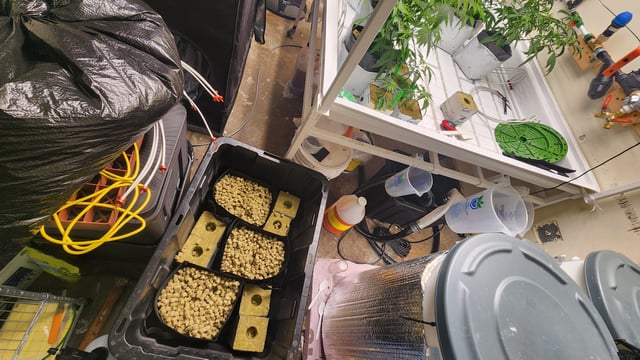 veg tent adventures! — vegetative, day 5