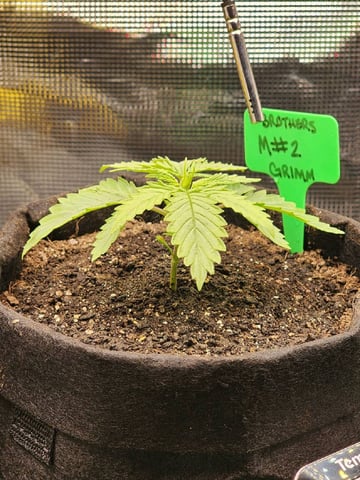 HE1E we GROW  — vegetative, day 40