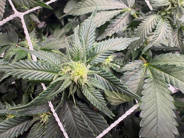 Green Gelato — flower, day 69