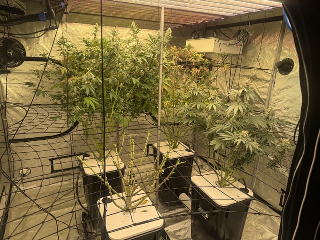 Start over! — flower, day 102