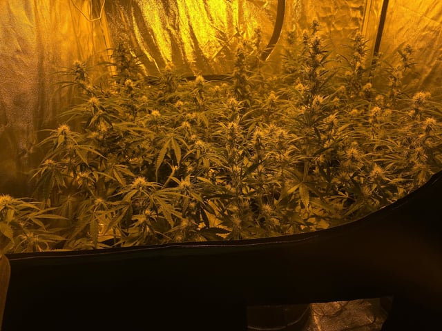 3rd Auto Grow — flower, day 71