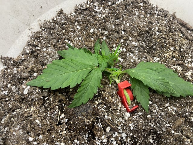 Autoskunk and OG Kush — vegetative, day 19